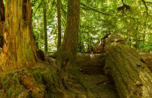 broken tree in coastal old grown forest