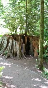 burned out western red cedar