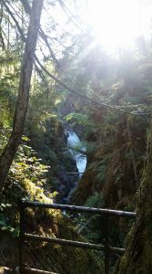 Water fall through the trees